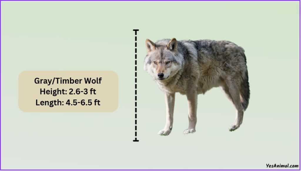 gray wolf size