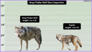 Gray Timber Wolf Size Explained & Compared With Others
