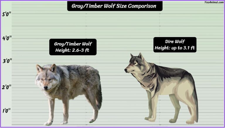 Gray/Timber Wolf Size: How Big Are They Compared To Others?