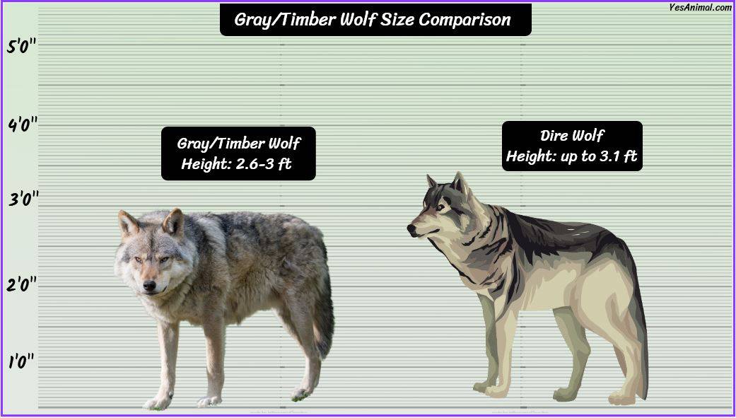 Gray/Timber Wolf Size: How Big Are They Compared To Others?