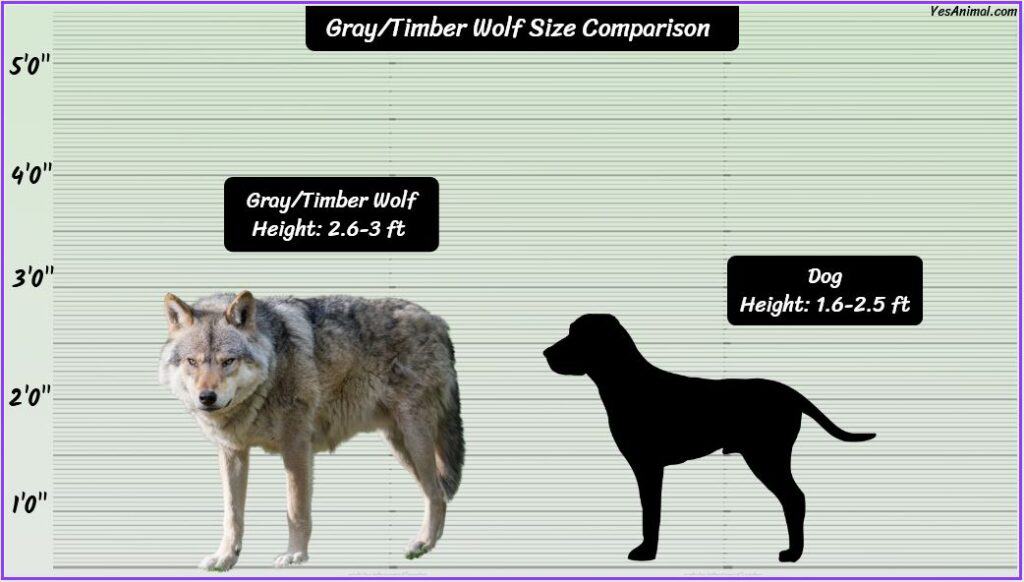 gray wolf size compared with dog