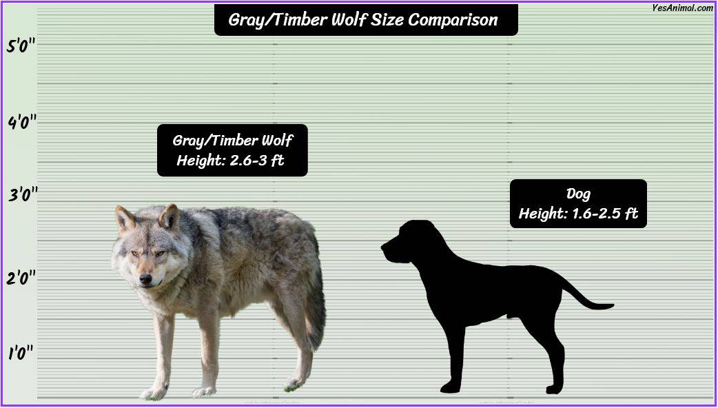 Gray/Timber Wolf Size: How Big Are They Compared To Others?