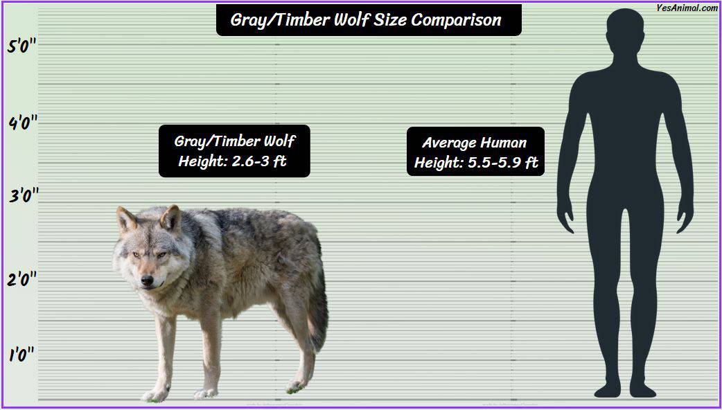 Gray/Timber Wolf Size: How Big Are They Compared To Others?