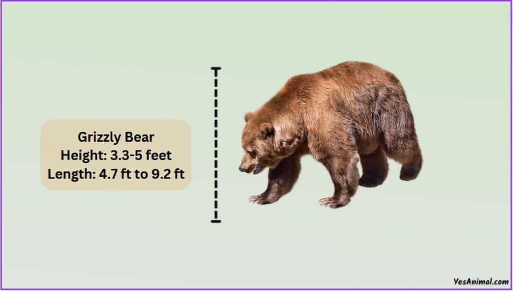 Grizzly Bear Size