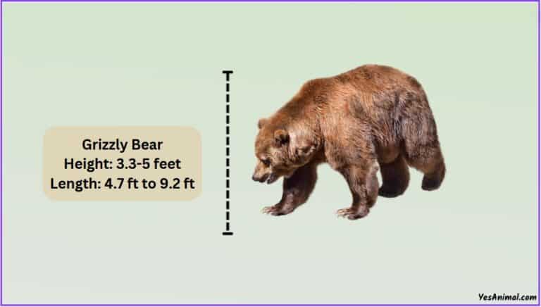 Grizzly Bear Size: How Big Are They? Compared With Others