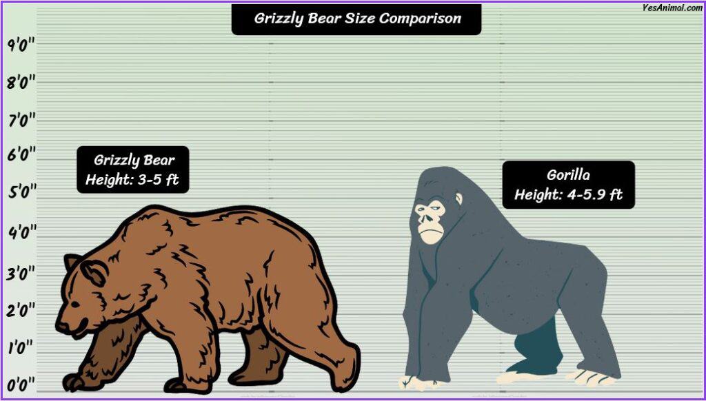 grizzly bear size comparison to gorilla