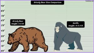Grizzly Bear Size Explained & Compared With Other Bears