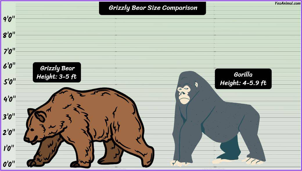 Grizzly Bear Size: How Big Are They? Compared With Others