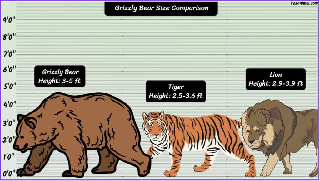 Grizzly Bear Size compared with tiger and lion