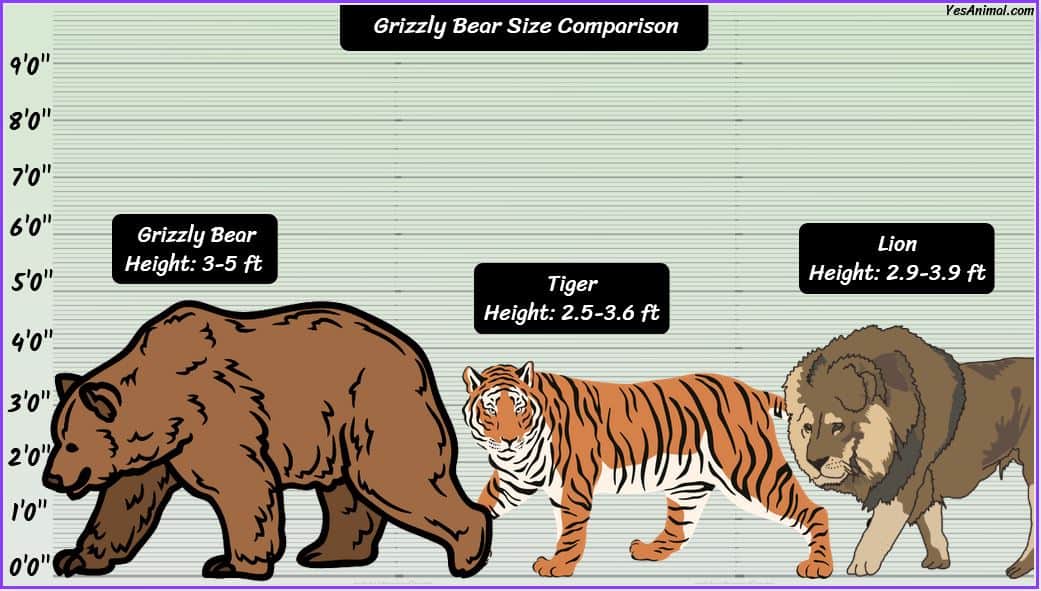 Grizzly Bear Size: How Big Are They? Compared With Others