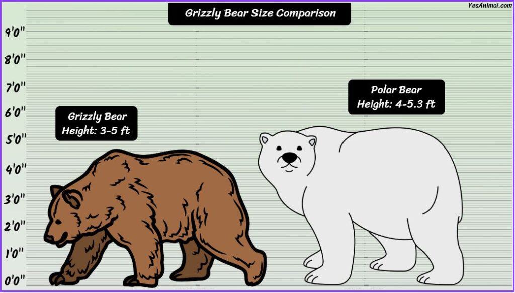 Grizzly Bear Size compared with polar bear and brown bear