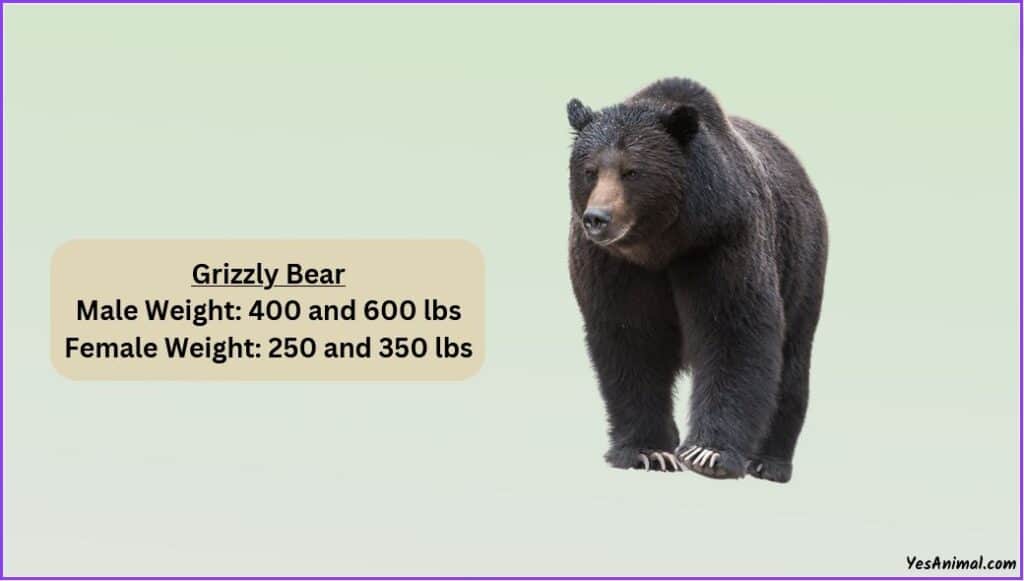Grizzly Bear Weight