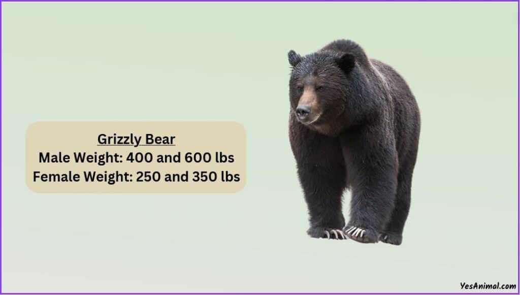 grizzly bear weight