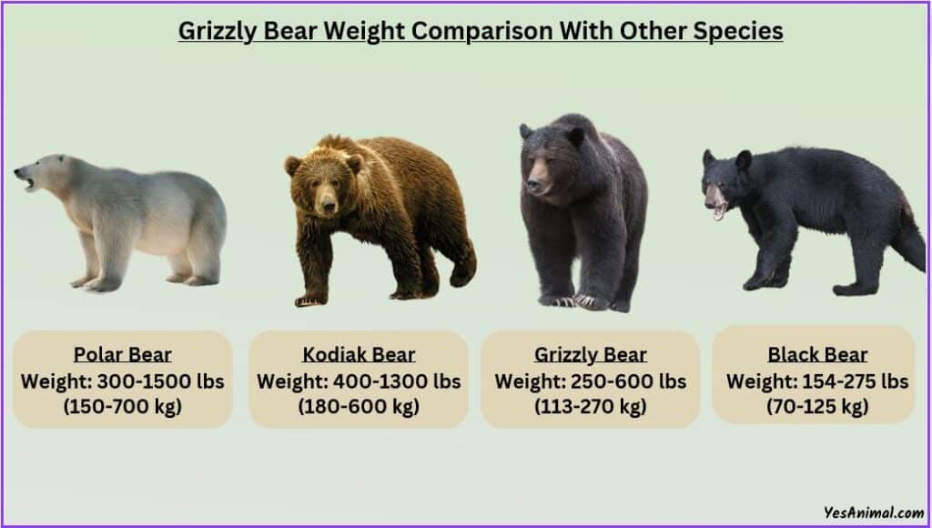 Grizzly Bear Weight compared with other bears