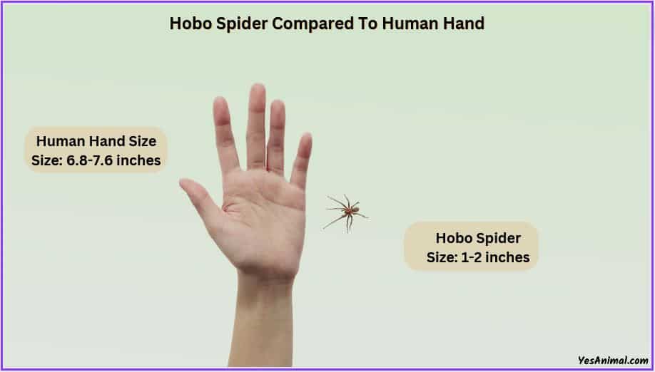 Hobo Spider Size compared with human hand