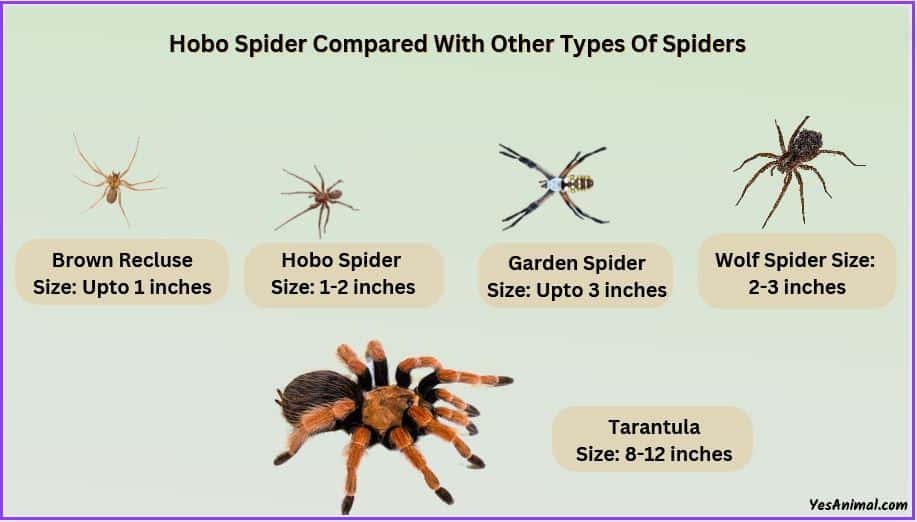 hobo spider compared with other spiders