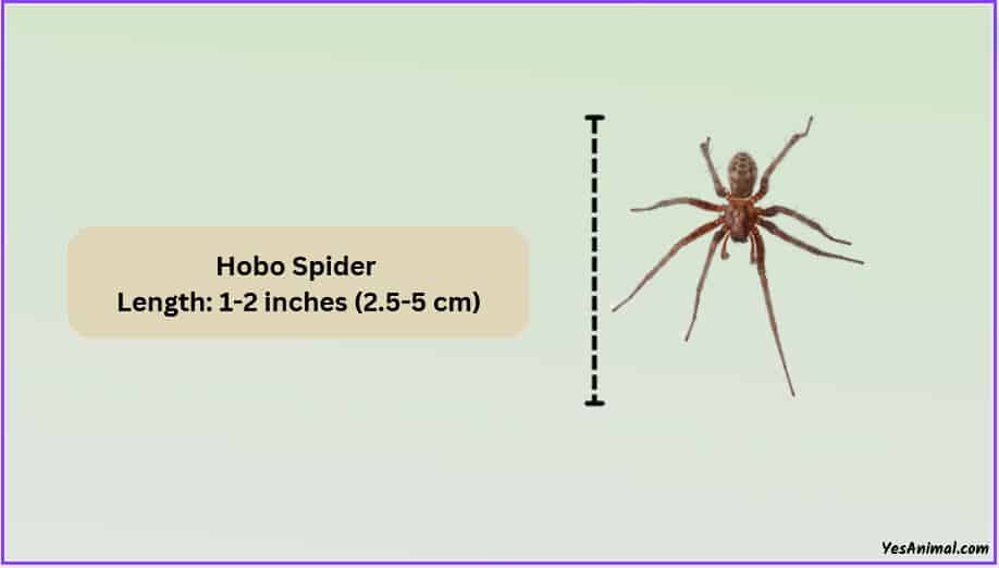 Hobo Spider Size