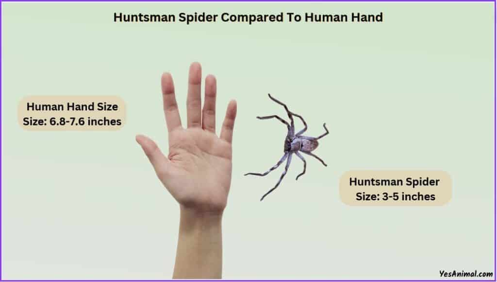 Huntsman Spider Size Compared to human hand