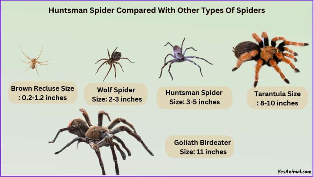 Huntsman Spider Size Compared to other types of spiders