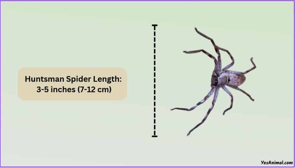 Huntsman Spider Size