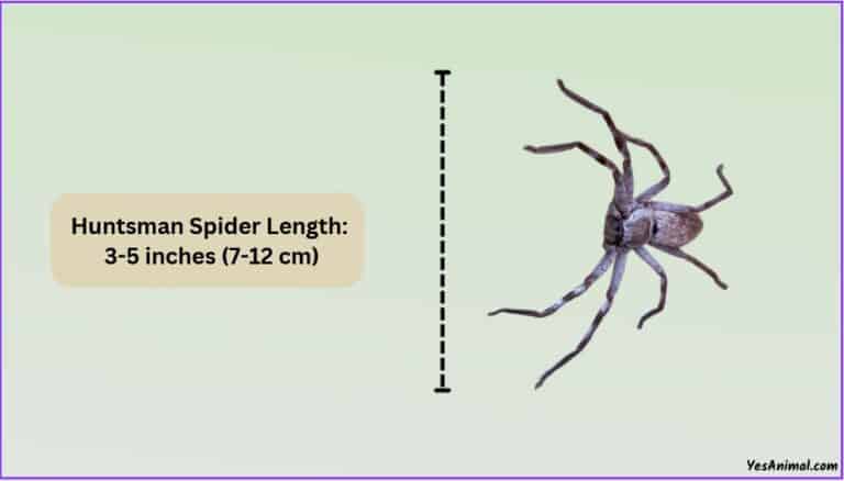 Huntsman Spider Size: Compared With Others Types Of Spiders