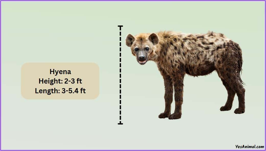 Hyena Size Explained: How Big Are They Compared To Others?