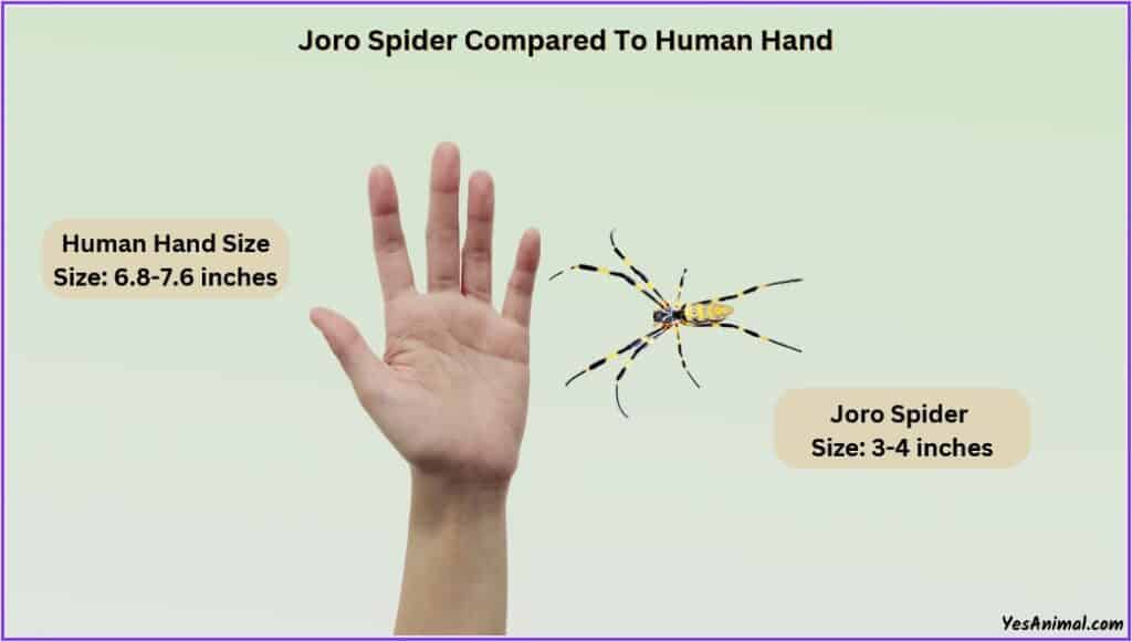 Joro Spider Size compared with human hand