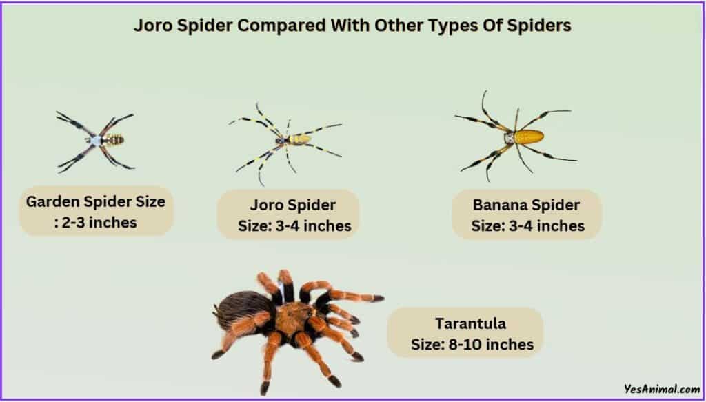 Joro Spider Size compared with other spiders