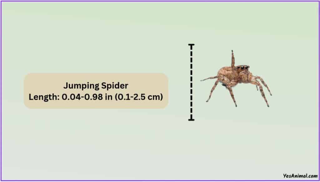 Jumping Spider Size