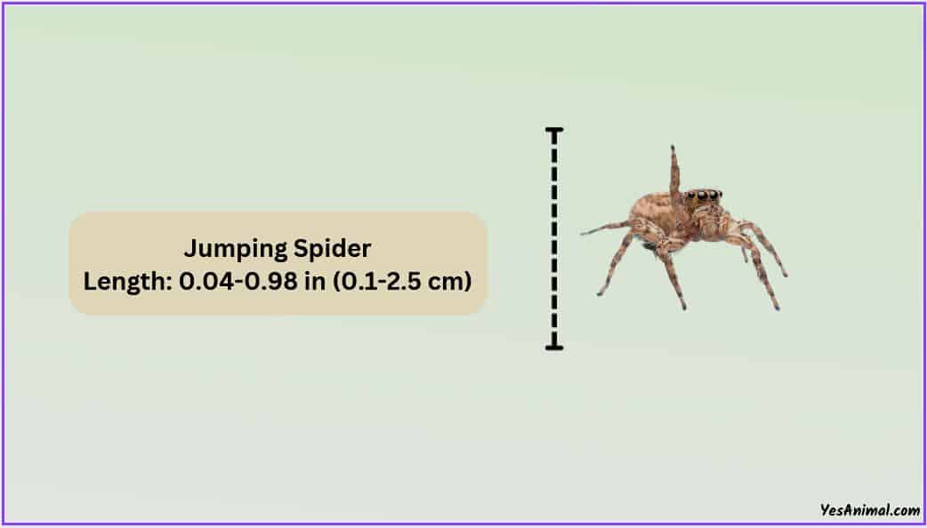 Jumping Spider Size Explained & Compared With Other Spiders