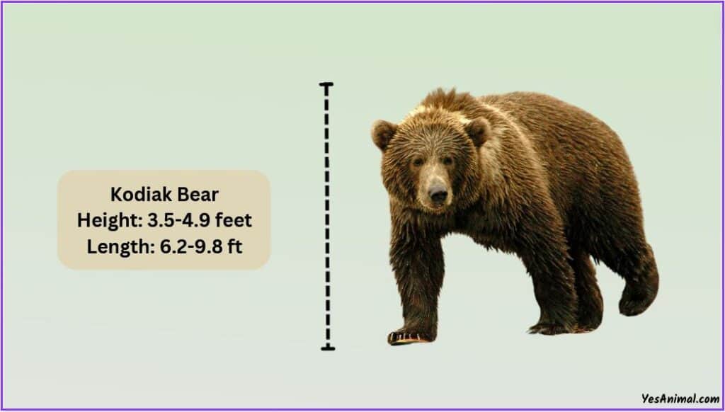 Kodiak Bear Size
