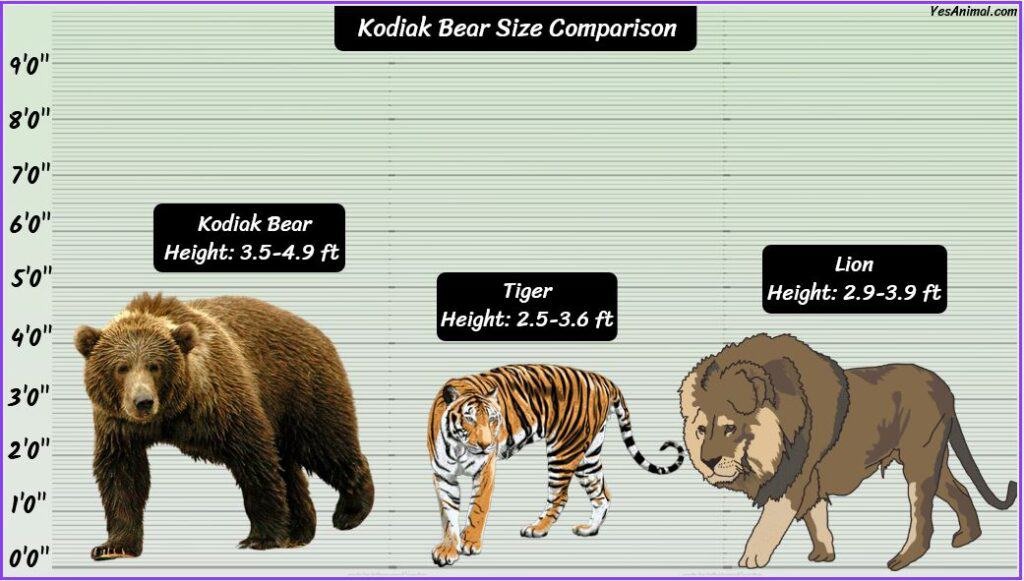 Kodiak Bear Size Compared with lion and tiger