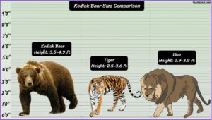 Kodiak Bear Size Explained & Compared With Other Bears