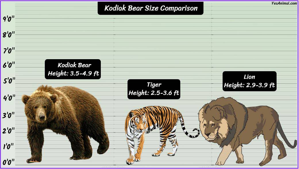 Kodiak Bear Size: How Big Are They? Compared With Others