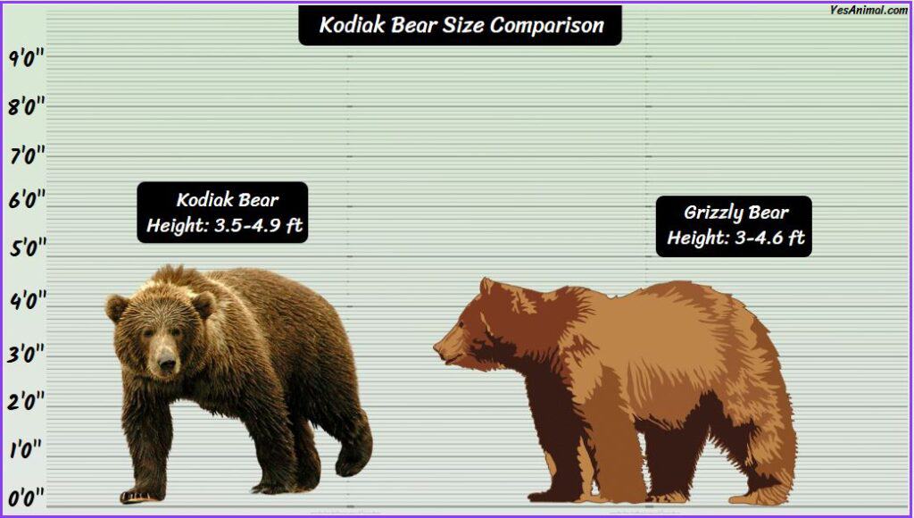 Kodiak Bear Size Compared with grizzly bear