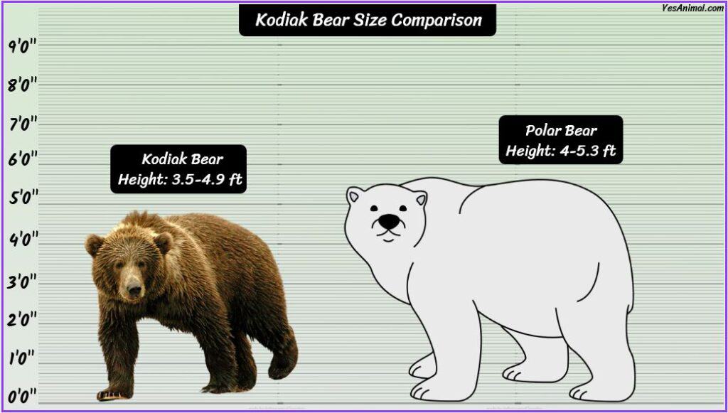 Kodiak Bear Size Compared with polar bear