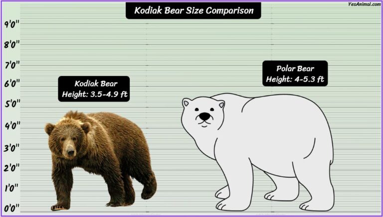 Kodiak Bear Size: How Big Are They? Compared With Others