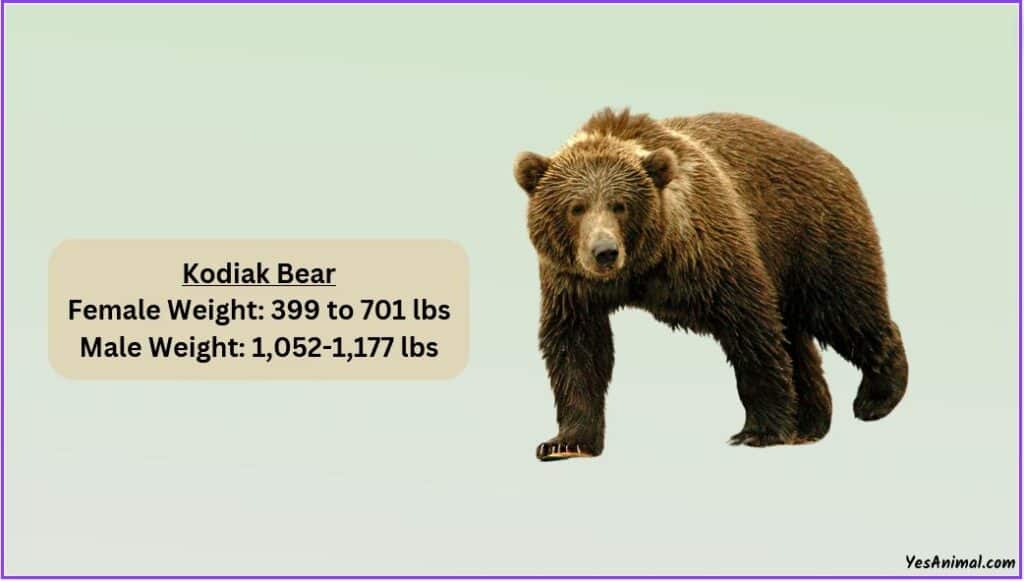 How Much Does Bear Weigh? Complete List With Comparison