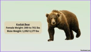 How Much Does Bear Weigh? Complete List Of Bears With Weight