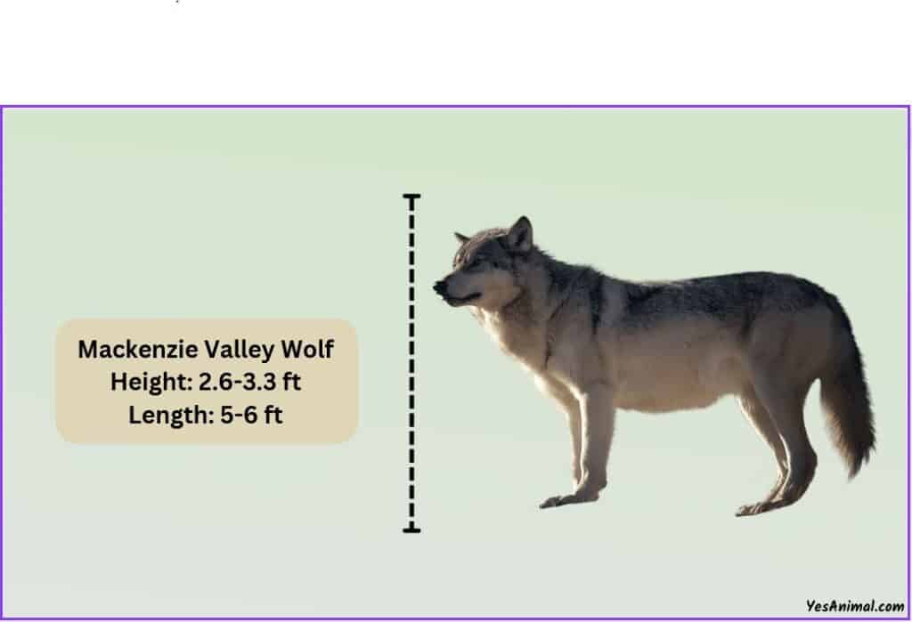 Mackenzie Valley Wolf Size