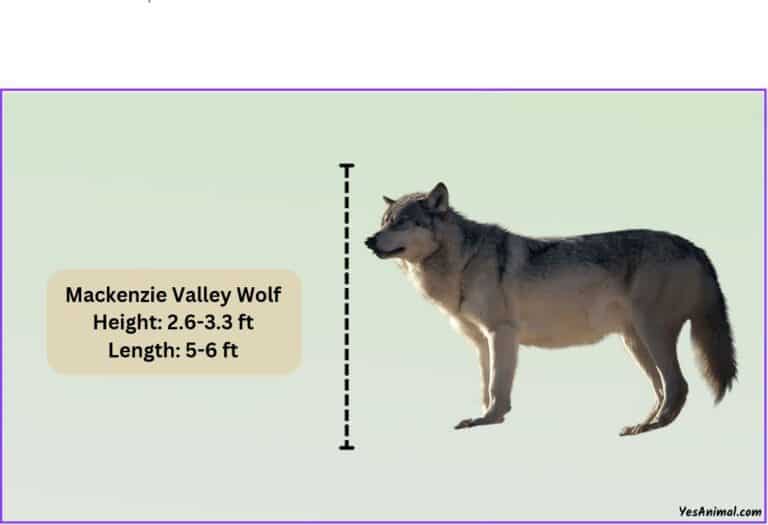 Mackenzie Valley Wolf Size: How Big Are They? Comparison