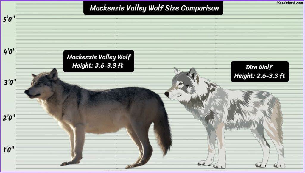 Mackenzie Valley Wolf Size compared with dire wolf