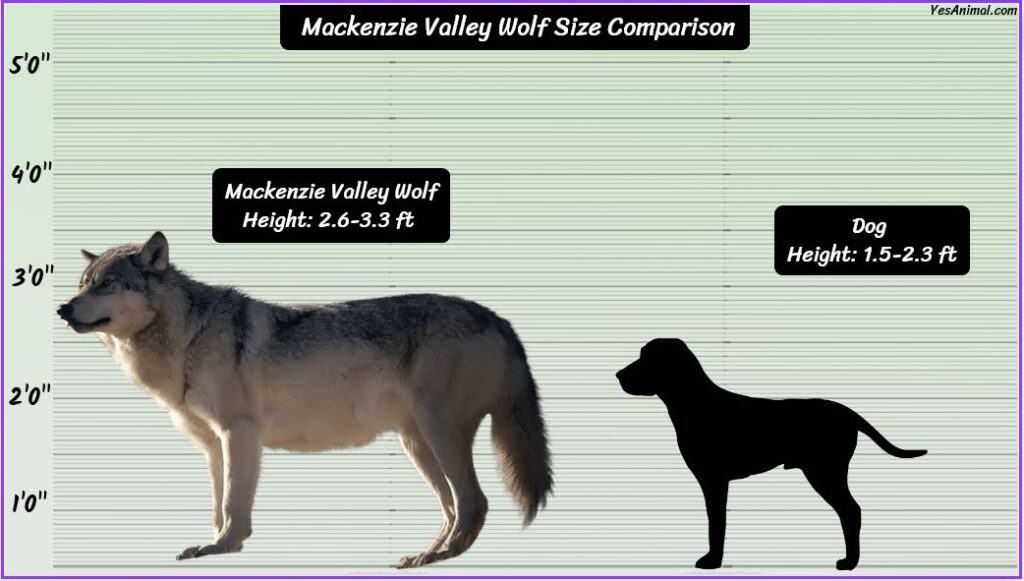 Mackenzie Valley Wolf Size compared with dog
