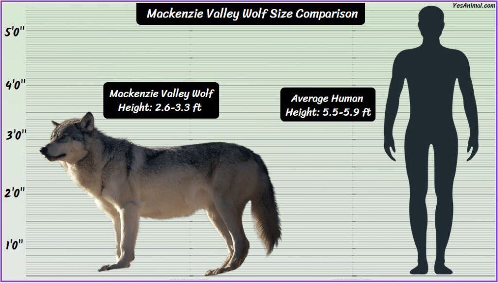 Mackenzie Valley Wolf Size compared with human