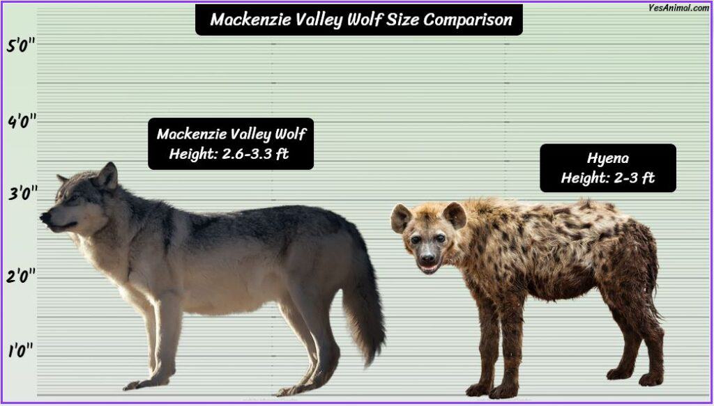 Mackenzie Valley Wolf Size compared with hyena