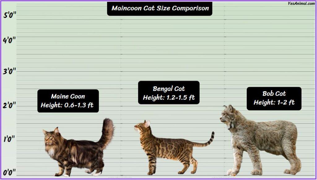 Maine Coon Cat Size Compared with bengal and bob cat