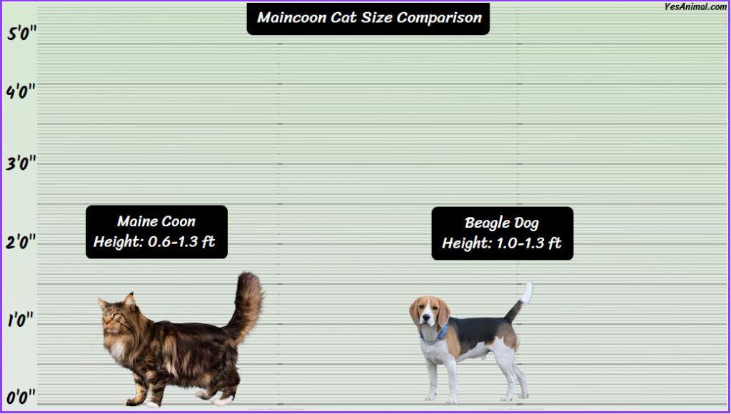 Maine Coon Cat Size Compared with dog