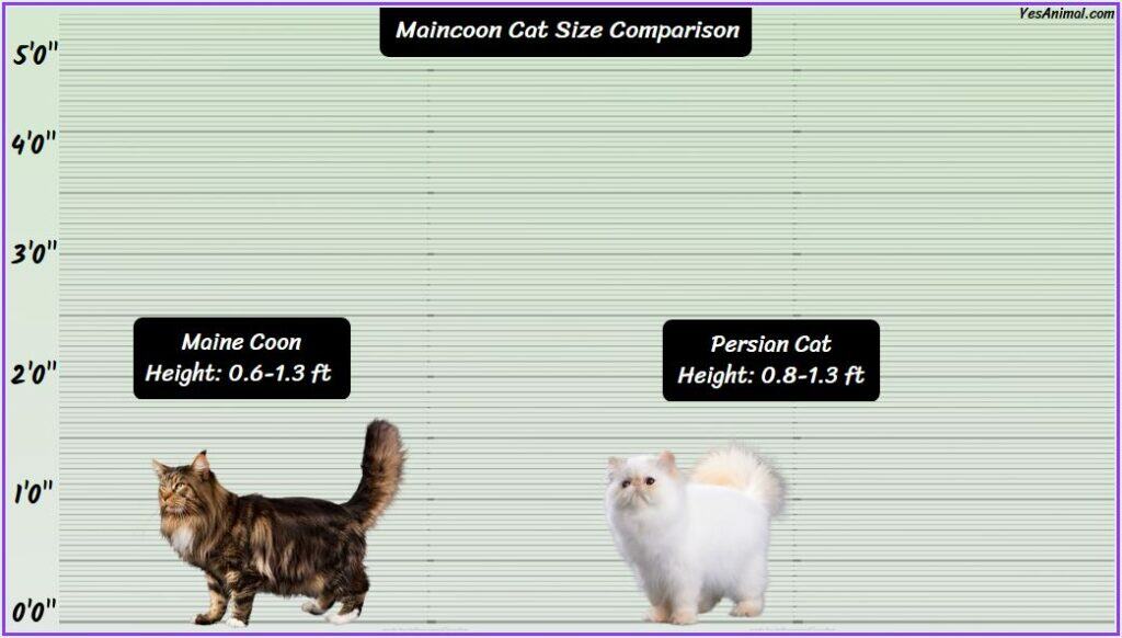 Maine Coon Cat Size Compared with Persian cat