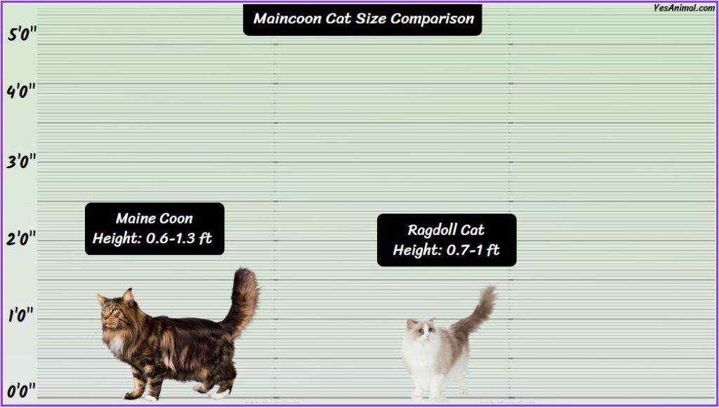 Maine Coon Cat Size Compared with ragdoll cat