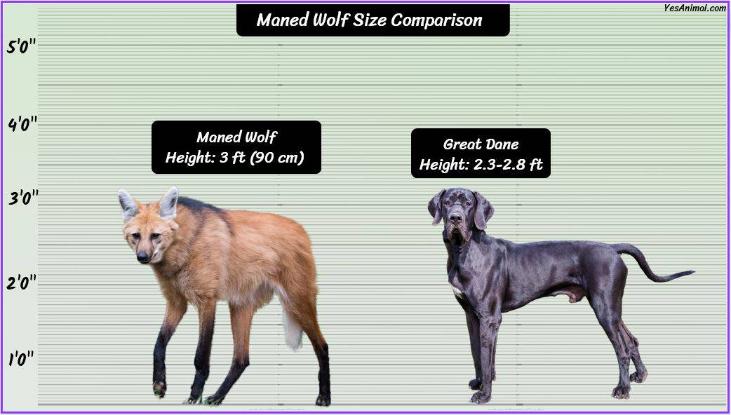 Maned Wolf Size How Big Are They Compared To Others?